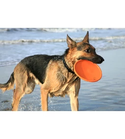 Hogyan éljük túl a kánikulát kutyával?