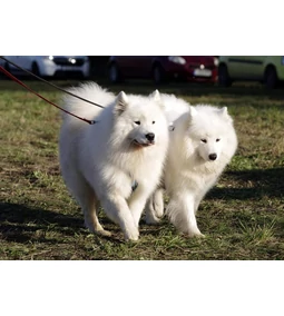 Csodabundás ölelnivaló szépség – A szamojéd!