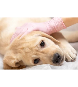 Szopornyica- A legrettegettebb betegség kedvenceinknél