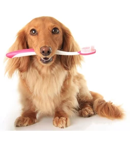 Kellemetlen a kutyám lehelete