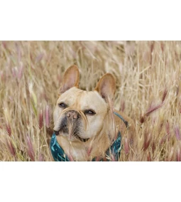 Toklász- A rettegett nyári veszély