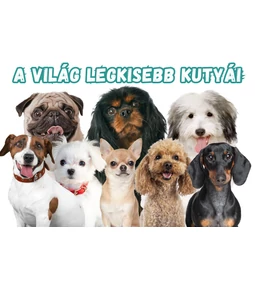 Törpe mini kutyák: a világ legkisebb kutyafajtái egy helyen