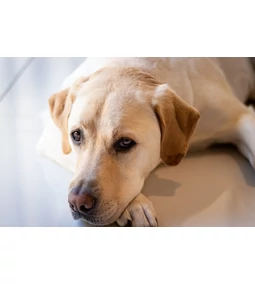 Vesebeteg kutya- Minden amit tudnod kell róla