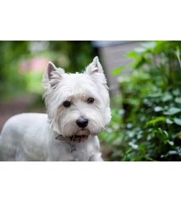 A Westie - Kicsi a (fehér)bors, de erős!