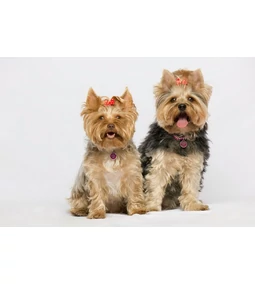 A félre értett masnis munkakutya- a yorkshire terrier 