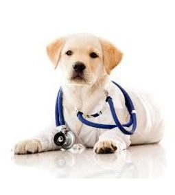 4+1 tévhit a kutyákkal kapcsolatban