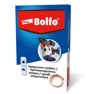bolfo_kicsi