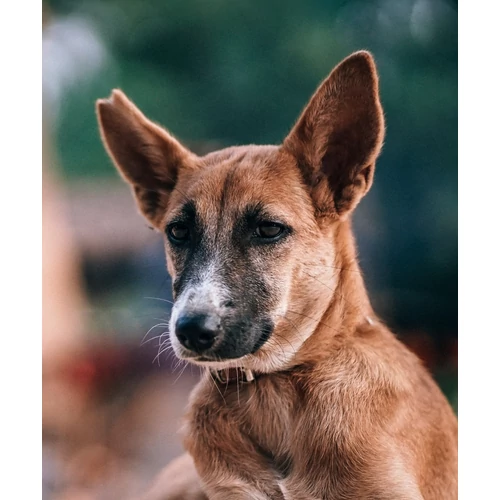 Kutya fültisztító folyadék