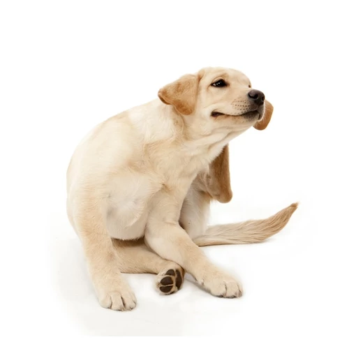 Bőr- és szőrápolás