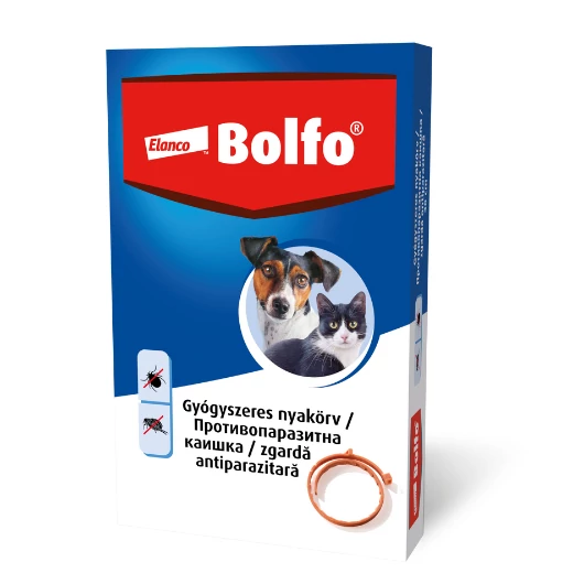 bolfo_kicsi