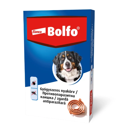 bolfo_nagy