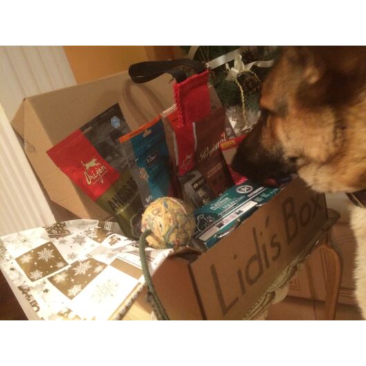 Karacsonyi doboz kistestu kutyanak