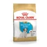 royal-canin-jack-russel-terrier-puppy