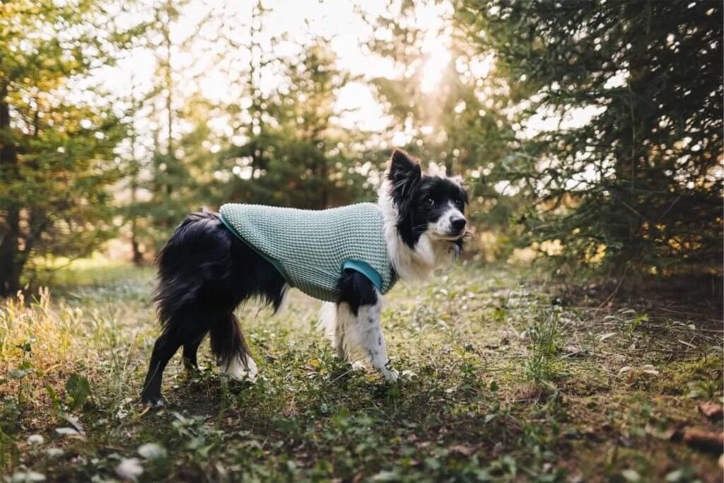 NR Dogs Kutyaruha Türkiz XS